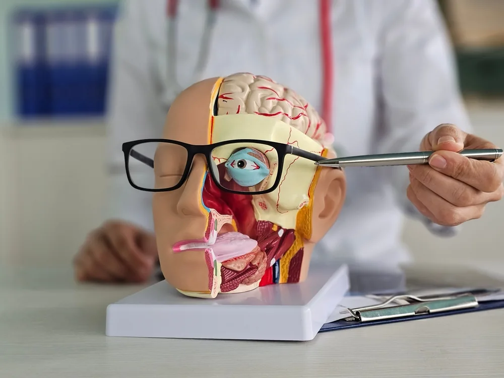 model of human head showing vision loss